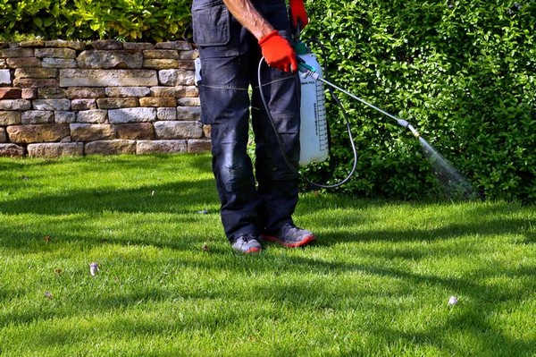 Lawn-Care-Tips-Issaquah-WA