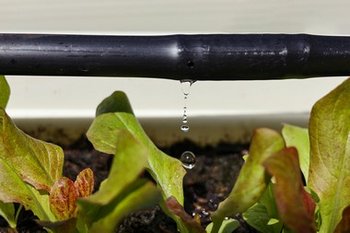 Upgrade your Lakeland Hills drip irrigation system in WA near 98092