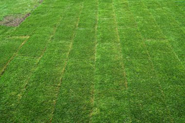 SeaTac grass sod available for your property in WA near 98158