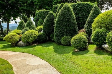 Landscaping-Trees-Bellevue-WA