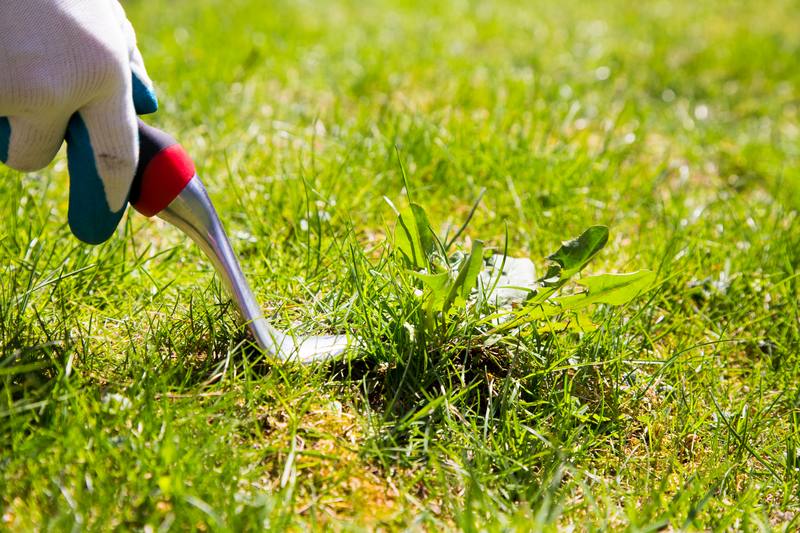 Lawn-Maintenance-Fife-WA