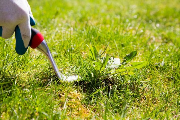 Lawn-Service-Enumclaw-WA