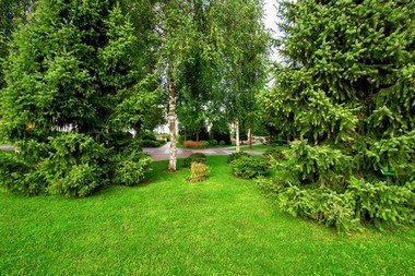 Planting-Trees-Bellevue-WA