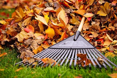 Raking-Leaves-Auburn-WA