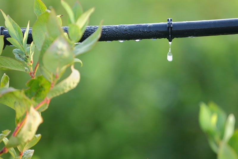 Winterize sprinkler system in Lakeland Hills WA near 98092